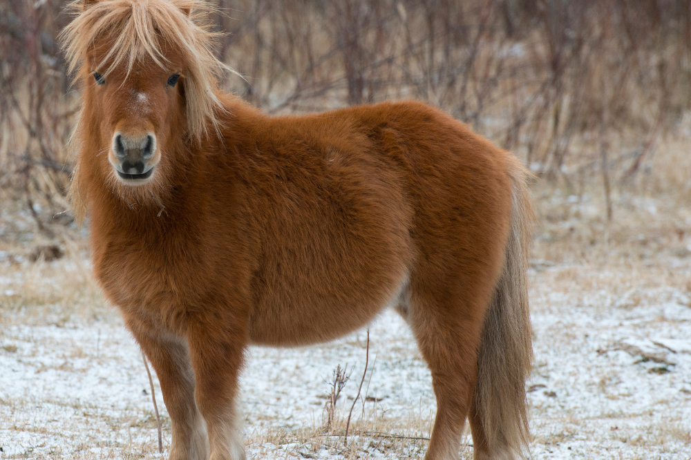 How to Feed an Overweight Horse