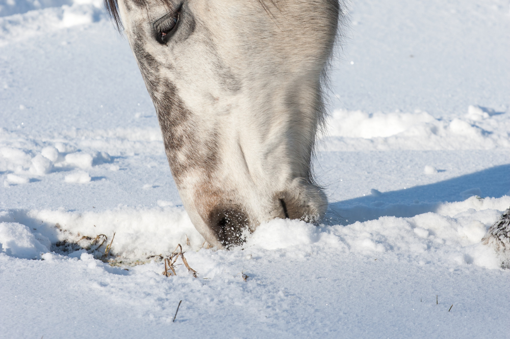 Tips for Feeding Horses in Winter