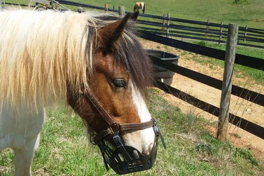 Why Do Farriers Recommend Grazing Muzzles for Their Equine Clients?