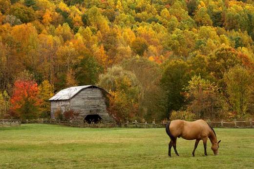 Fall Laminitis: The Danger Is Real