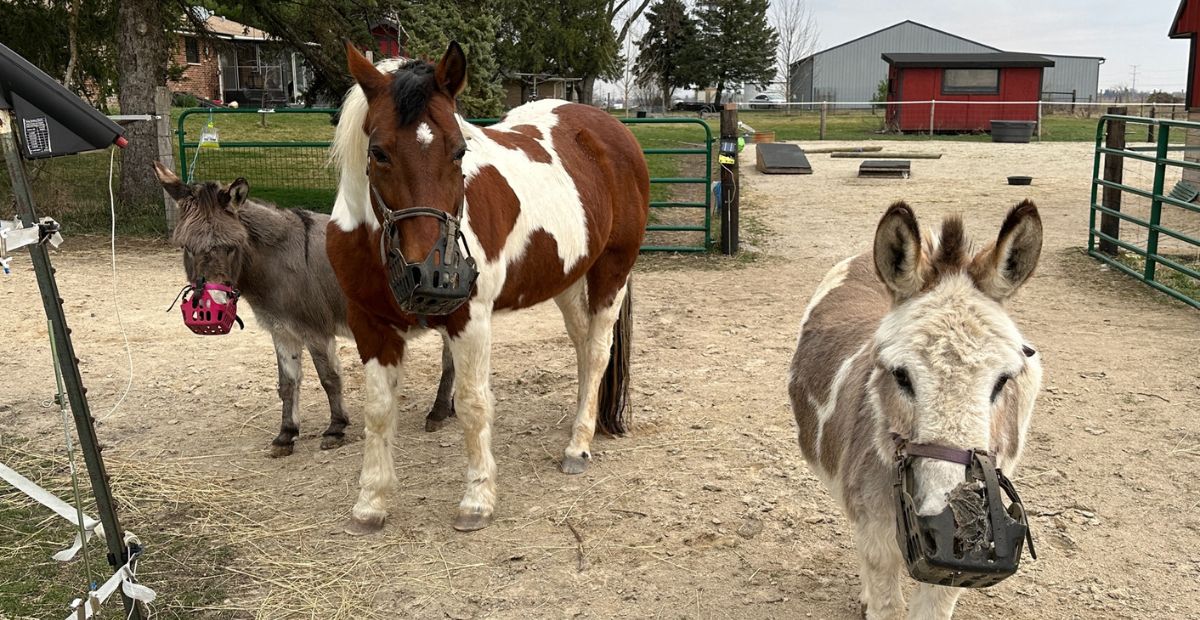 Hoof-Care Professionals Trust GG Equine: Jen's Story