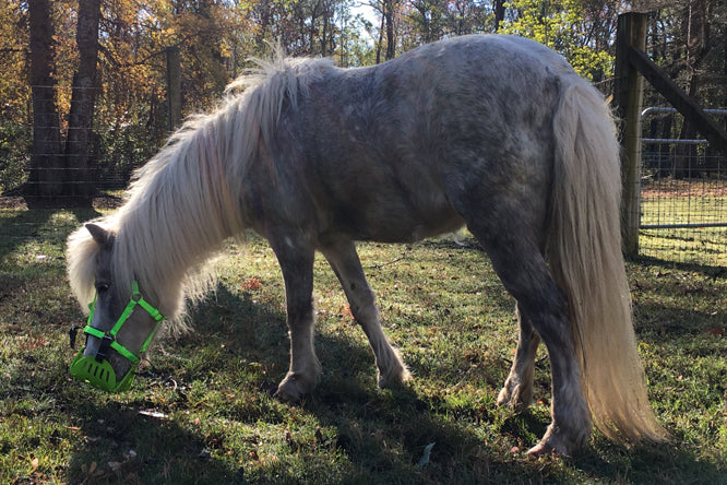 How do grazing muzzles contribute to overall horse health?