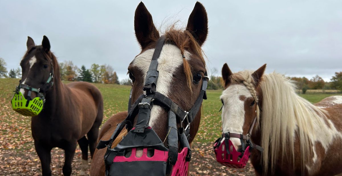 A Horse Trainer's Story: Grazing Muzzles and Positive Reinforcement