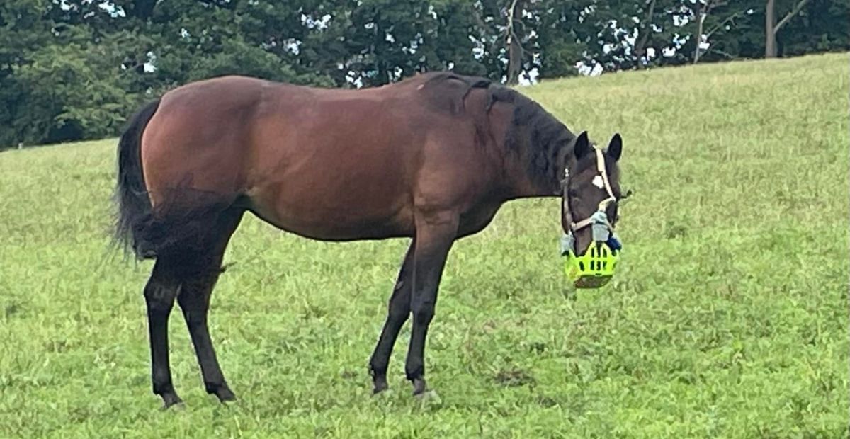 Pepper the Horse Keeps a Sense of Humor Despite a PPID Diagnosis