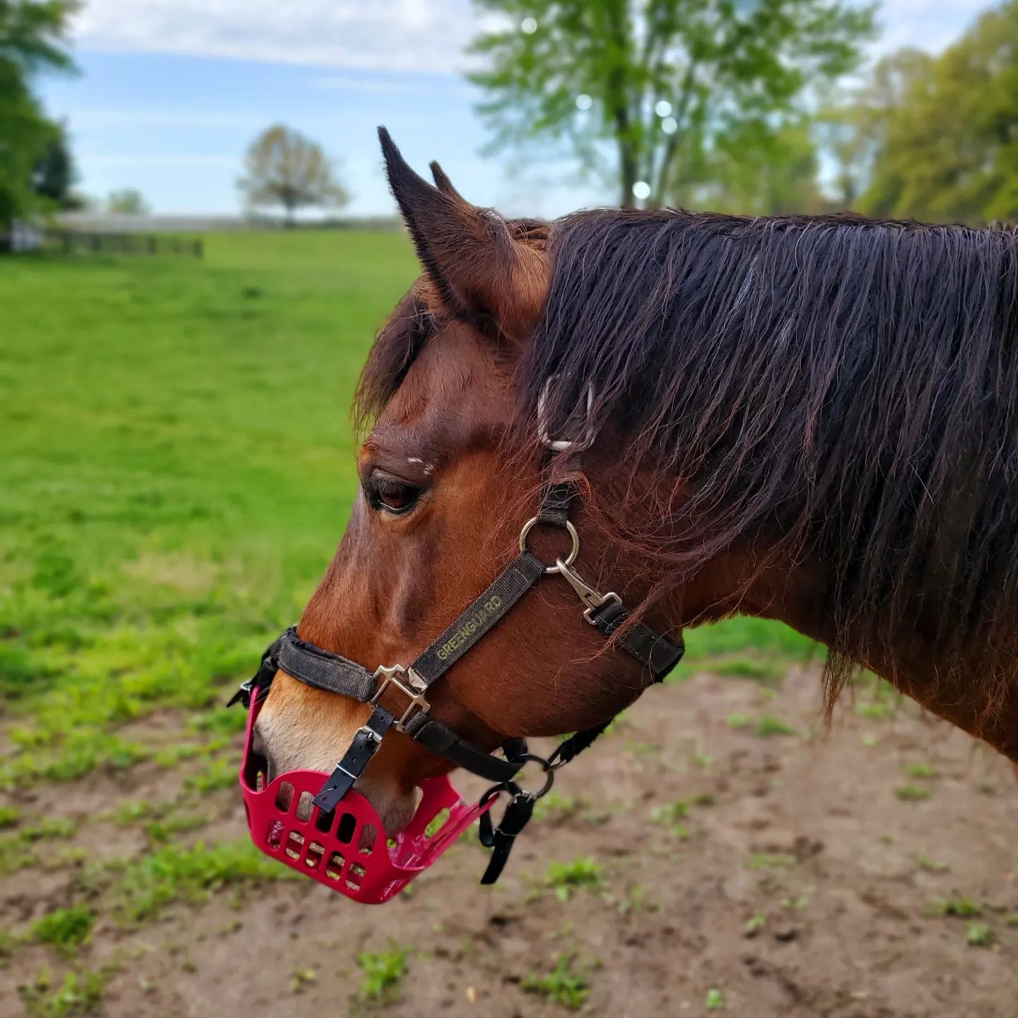 Kelly's Grazing Muzzle Journey: 5 Years and 3 Horses