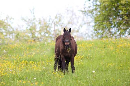 What is equine laminitis? How does it affect horses?