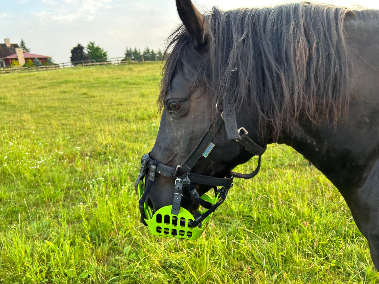 Kat the Rocky Mountain Horse: Patience and Persistence on the Path to the Right Grazing Muzzle