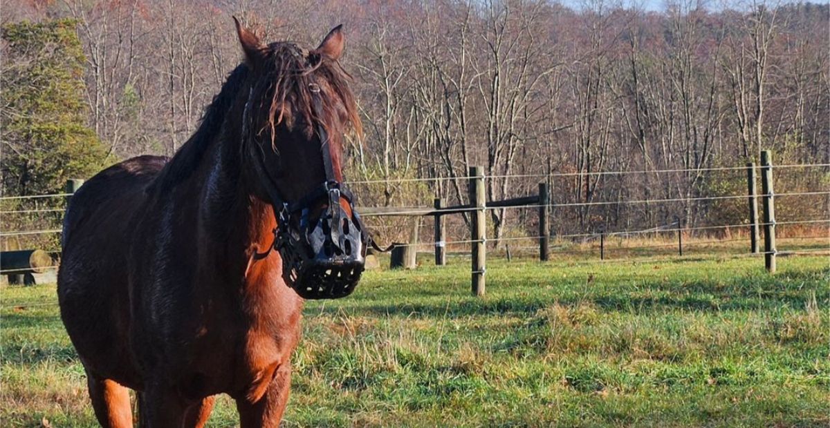 Rollins's Grazing Muzzle Journey: Morgan Gelding Finds Early Success