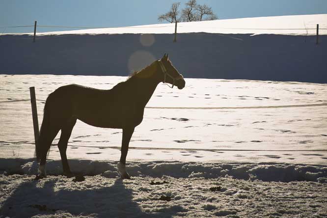 Preparing Your Farm and Barn For Winter