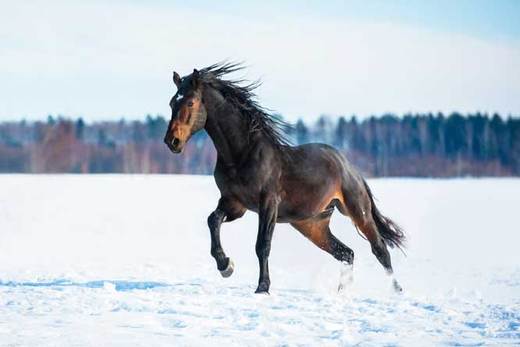 Preparing your horse for winter