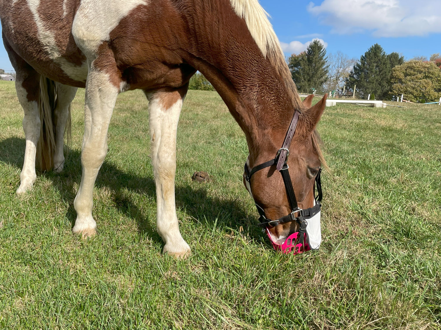 Sun Shield Nose Protector Muzzle Attachment