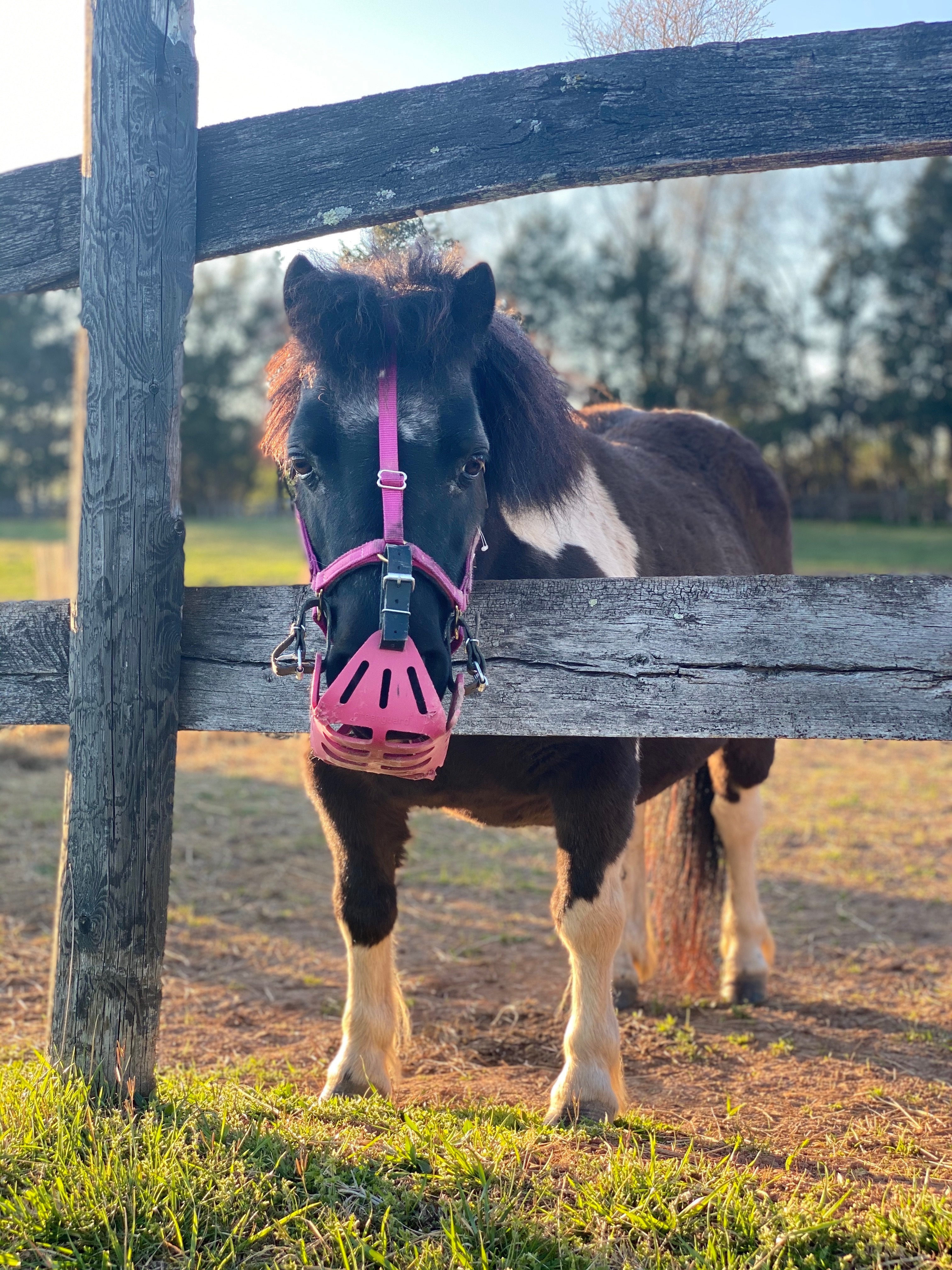 Mini &amp; Small Pony Halters