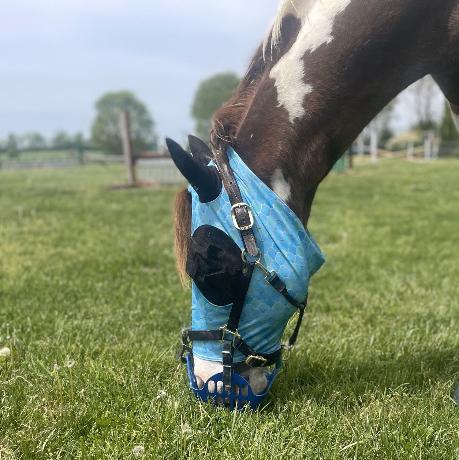 Rub Protector Lycra Fly Mask