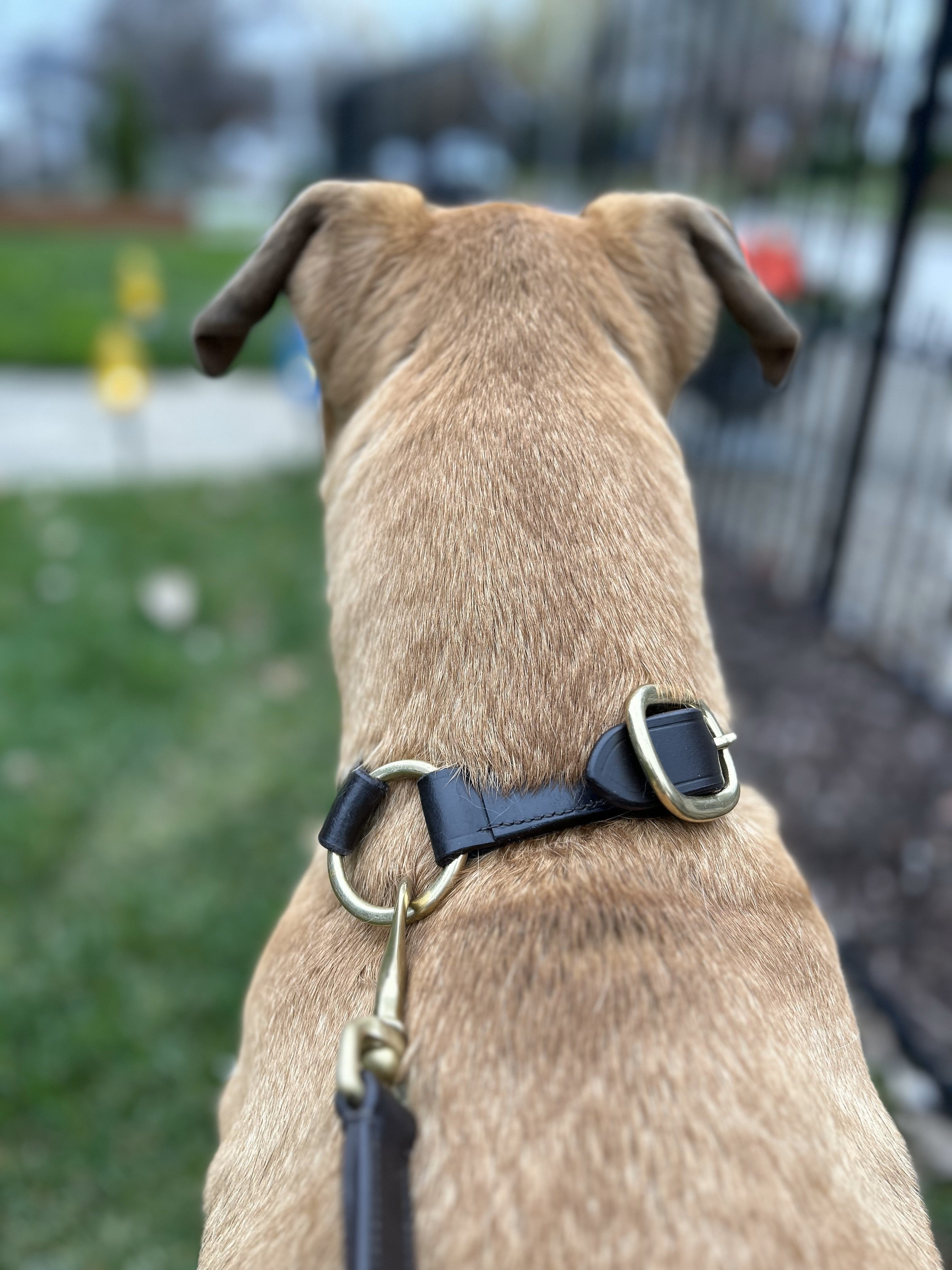 GG Premium Leather Dog Collar