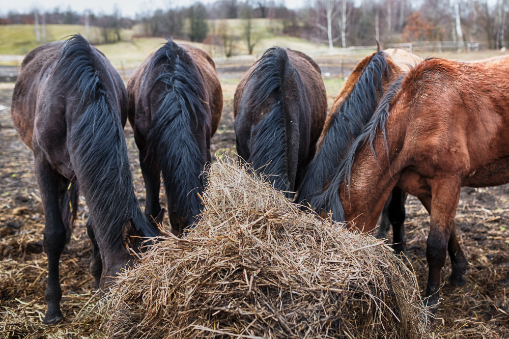 5 horses with winter coats eating from the remains of a round bale of hay