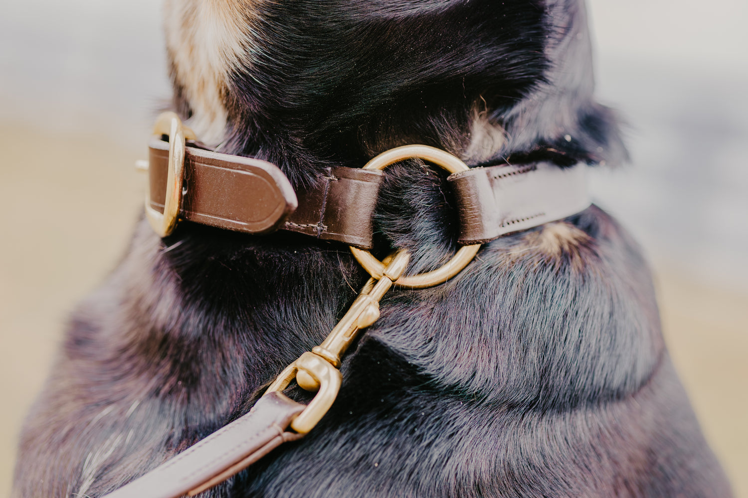 GG Premium Leather Dog Collar