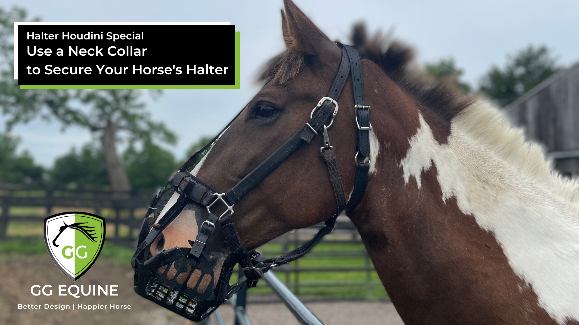 Charger la vidéo: Full tutorial and instruction video for the GG Equine Velcro straps